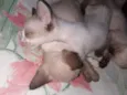 B1,b2,b3 e b4