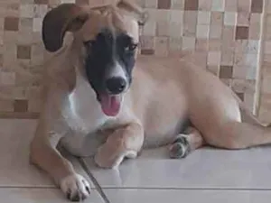 Cachorro raça SRD idade 2 a 6 meses nome Luna