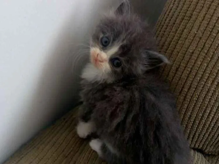 Gato ra a Persa com vira lata idade Abaixo de 2 meses nome Pet
