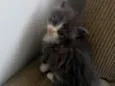 Pet