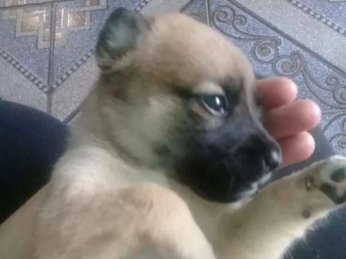 Cachorro ra a SRD idade 2 a 6 meses nome Liz
