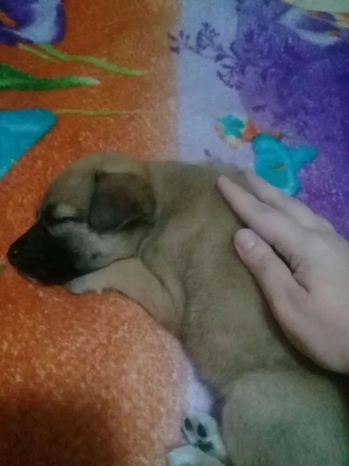 Cachorro ra a SRD idade 2 a 6 meses nome Liz