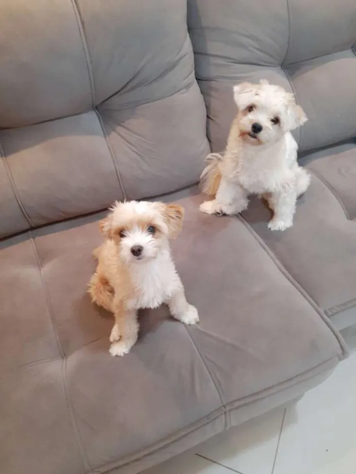 Cachorro ra a Lulu da pomerania  idade 1 ano nome Godofredo e Barbara 