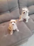 Godofredo e Barbara