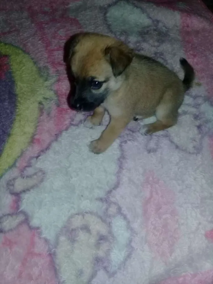 Cachorro ra a SRD idade 2 a 6 meses nome Liz