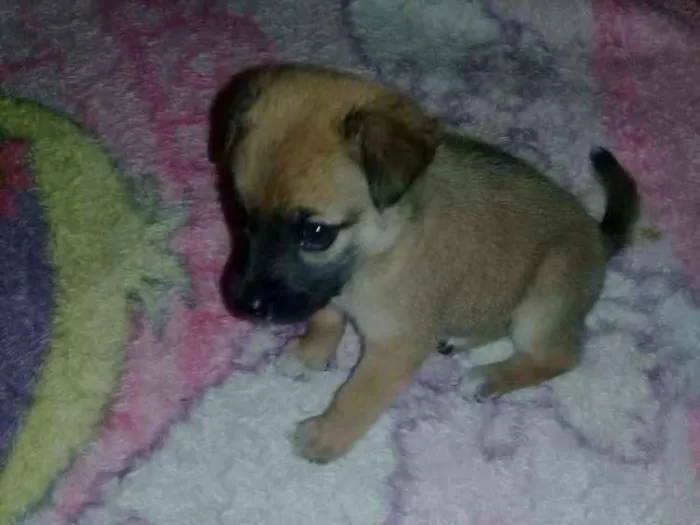 Cachorro ra a SRD idade 2 a 6 meses nome Liz