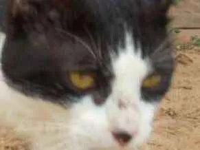 Gato raça Srd idade 7 a 11 meses nome Dudu