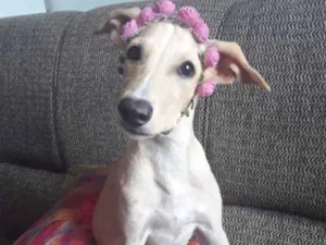 Cachorro raça SRD idade 2 a 6 meses nome Loirinha