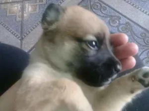 Cachorro raça SRD idade 2 a 6 meses nome Liz