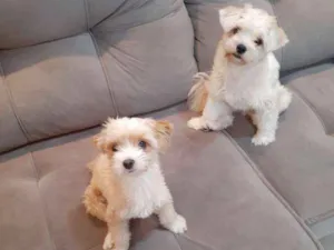 Cachorro raça Lulu da pomerania  idade 1 ano nome Godofredo e Barbara 