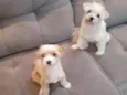 Godofredo e Barbara