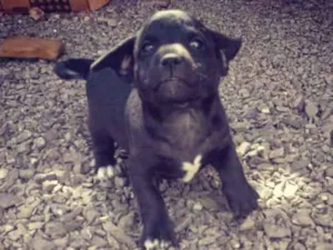 Cachorro raça SRD idade Abaixo de 2 meses nome Filhotes Xangrila