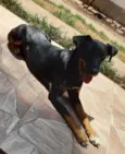 Arya