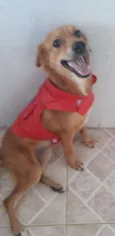 Zezinho