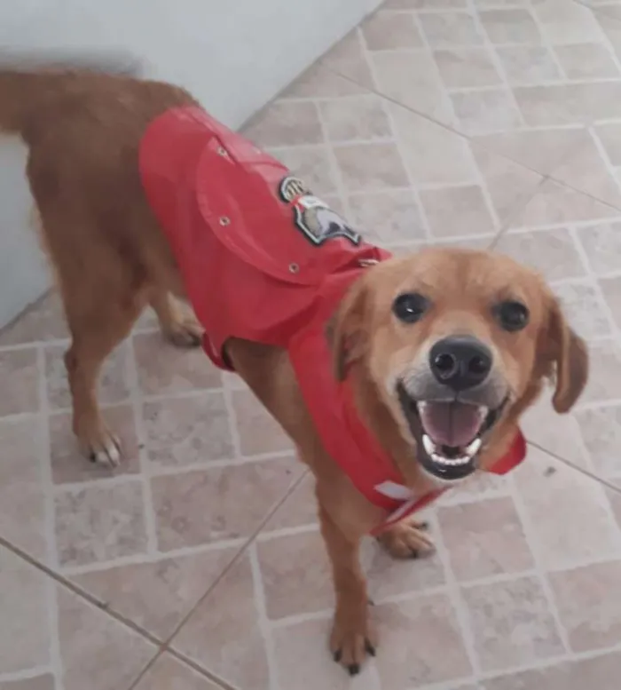 Cachorro ra a SRD idade 2 anos nome Zezinho