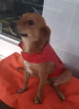 Zezinho