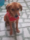 Zezinho
