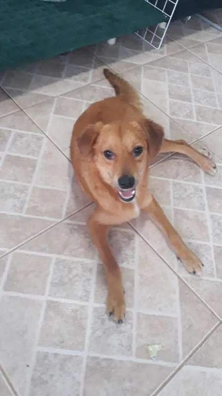 Cachorro ra a SRD idade 2 anos nome Zezinho