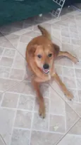 Zezinho