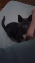 Nala