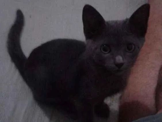Gato ra a Srd idade 2 a 6 meses nome Nala