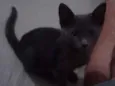 Nala
