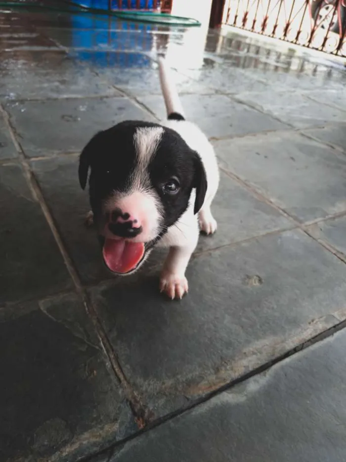 Cachorro ra a SRD idade Abaixo de 2 meses nome Sem nome
