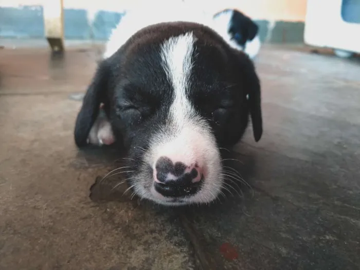 Cachorro ra a SRD idade Abaixo de 2 meses nome Sem nome