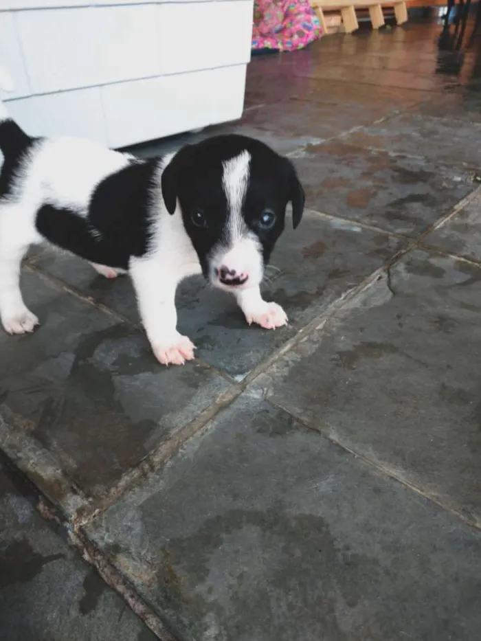 Cachorro ra a SRD idade Abaixo de 2 meses nome Sem nome