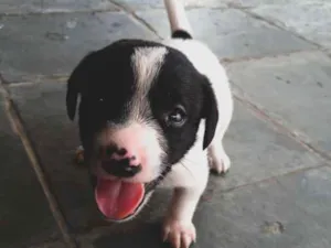 Cachorro raça SRD idade Abaixo de 2 meses nome Sem nome