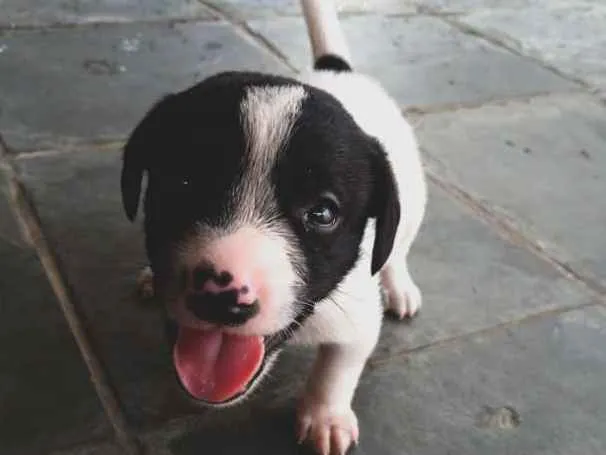 Cachorro ra a SRD idade Abaixo de 2 meses nome Sem nome