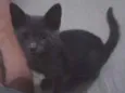 Nala