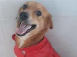 Cachorro raça SRD idade 2 anos nome Zezinho