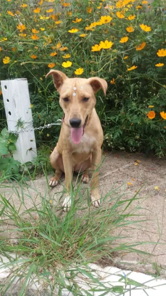 Cachorro ra a Não definida idade 1 ano nome Pérola Sorriso