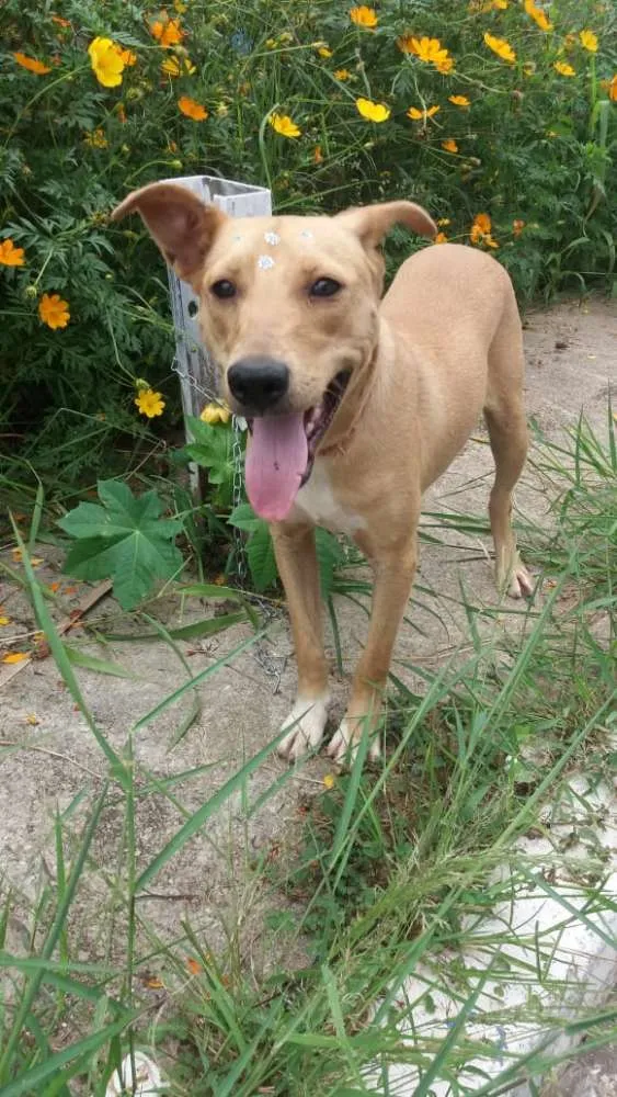 Cachorro ra a Não definida idade 1 ano nome Pérola Sorriso