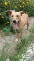 Pérola Sorriso