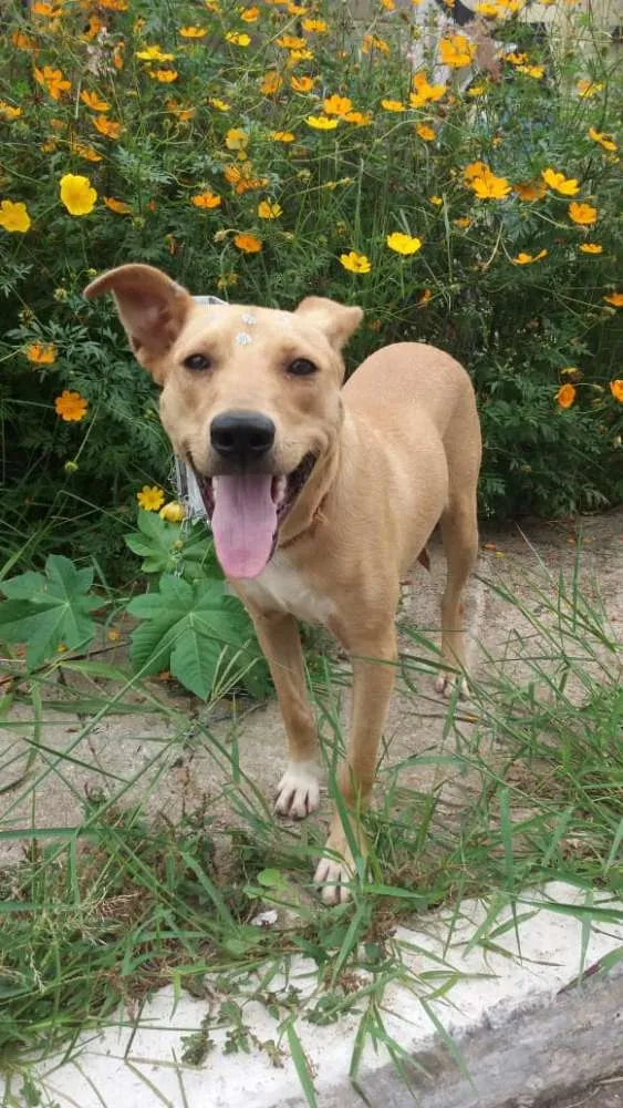Cachorro ra a Não definida idade 1 ano nome Pérola Sorriso