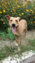 Pérola Sorriso