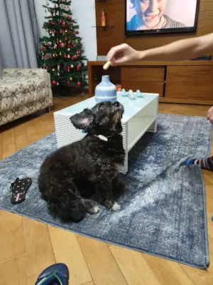Cachorro raça Sem definição  idade 6 ou mais anos nome Billy