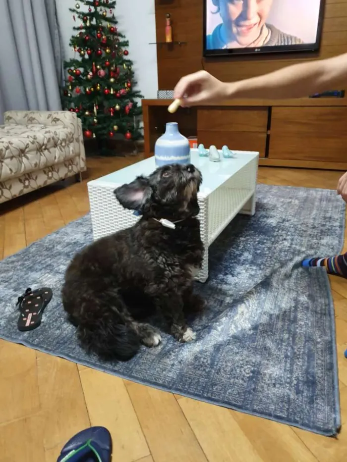 Cachorro ra a Sem definição  idade 6 ou mais anos nome Billy