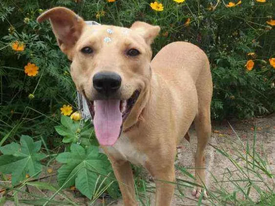Cachorro ra a Não definida idade 1 ano nome Pérola Sorriso