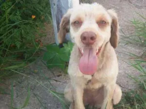 Cachorro raça Não definida idade 1 ano nome Gabriela