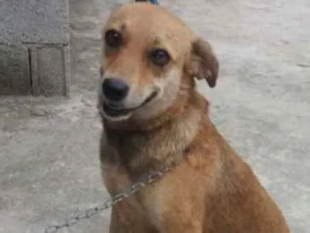 Cachorro ra a Não definida idade 1 ano nome Flor