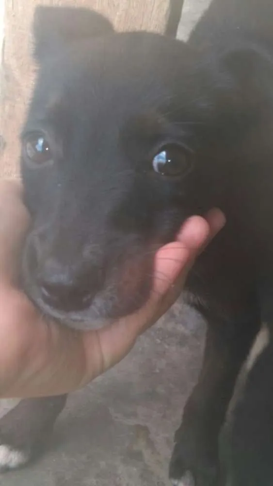 Cachorro ra a SRD idade 2 a 6 meses nome Morgana