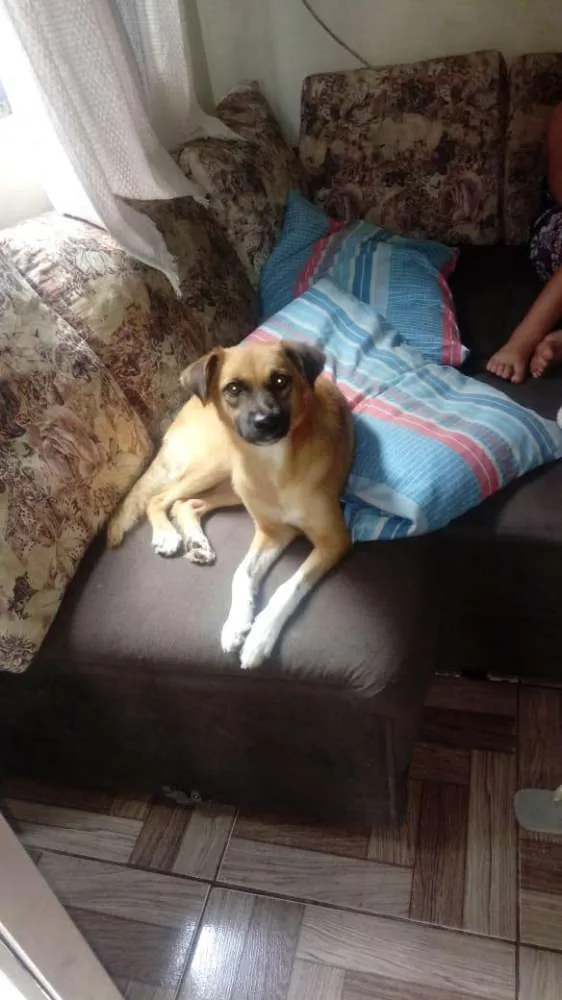 Cachorro ra a Srd idade 1 ano nome Mel