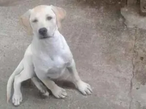 Cachorro raça Labrador  idade 2 anos nome Ariel