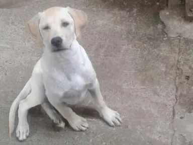 Cachorro ra a Labrador  idade 2 anos nome Ariel