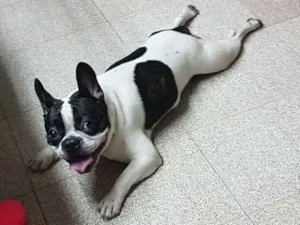 Cachorro raça Buldog Frances  idade 7 a 11 meses nome Scott