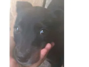 Cachorro raça SRD idade 2 a 6 meses nome Morgana