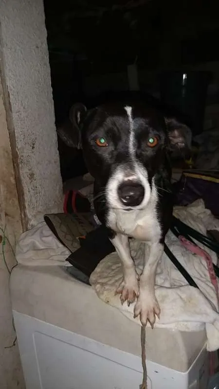Cachorro ra a SRD idade 7 a 11 meses nome Blizzard